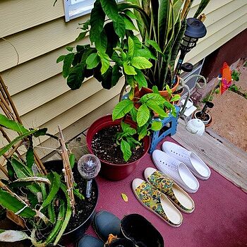 Let Native Shoes change the