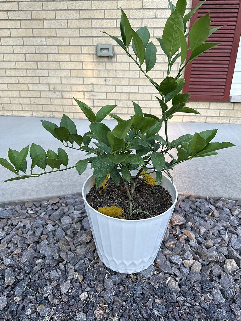 Mayer Lemon Bush