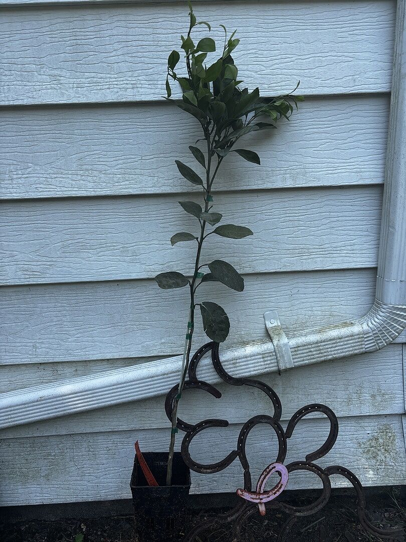 Owari Satsuma Tree 3-4ft