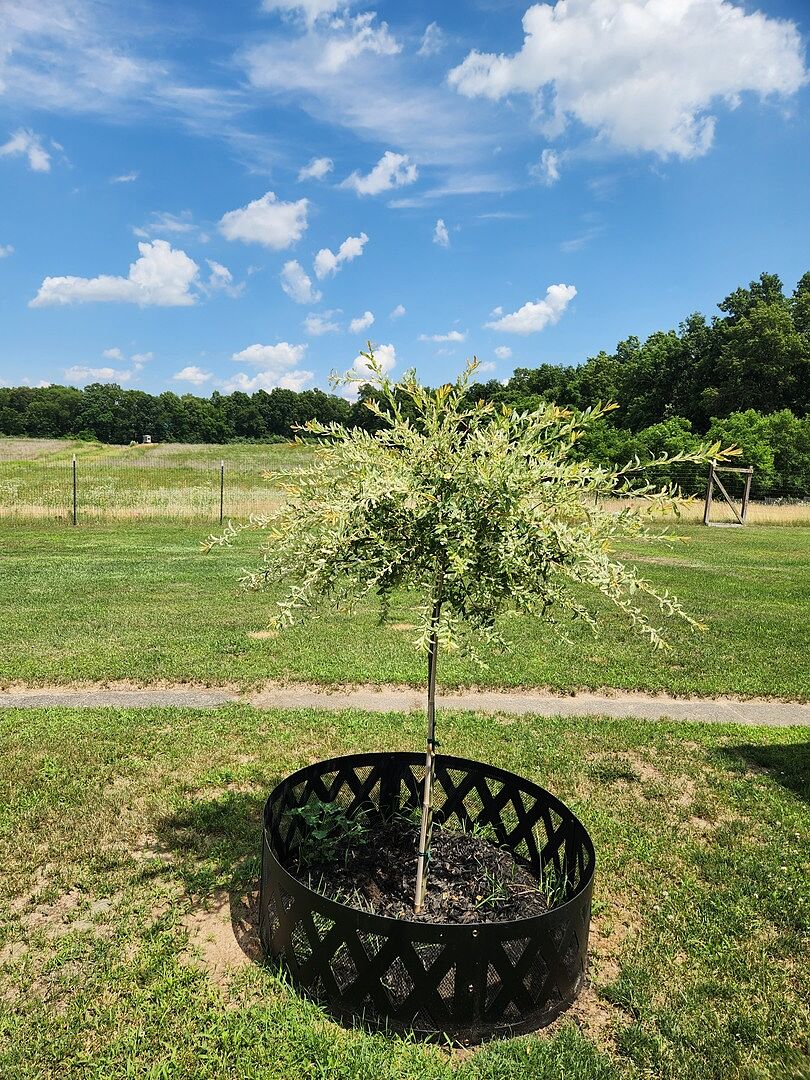Tri color willow tree
