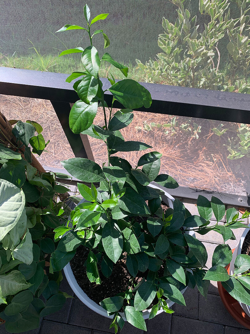 Growing fast