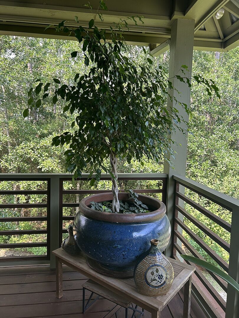 My ficus tree arrived in