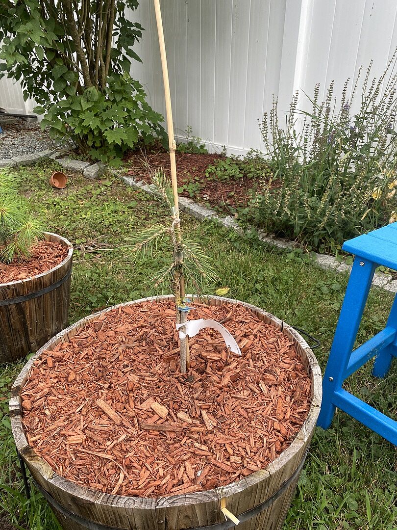 Weeping white spruce