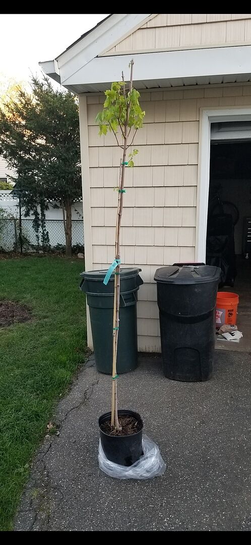 Still growing