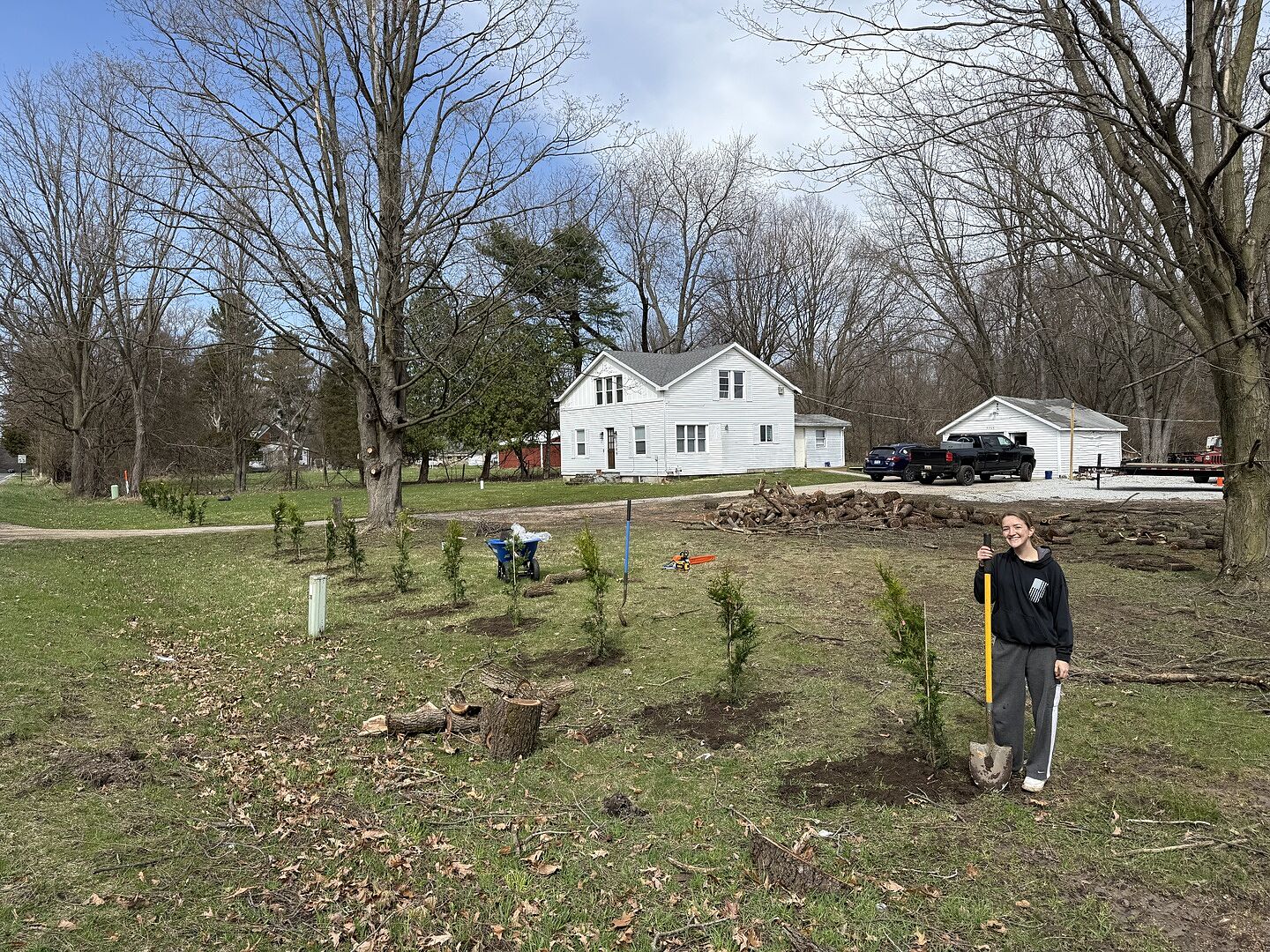 20 Thuja Green Giant Arborvitae’s planted