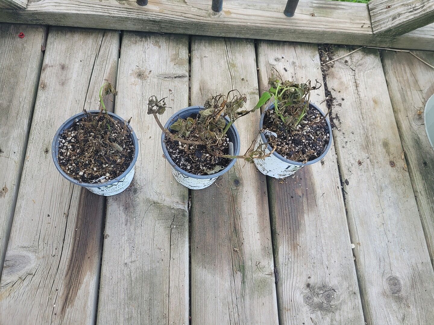 They came dead