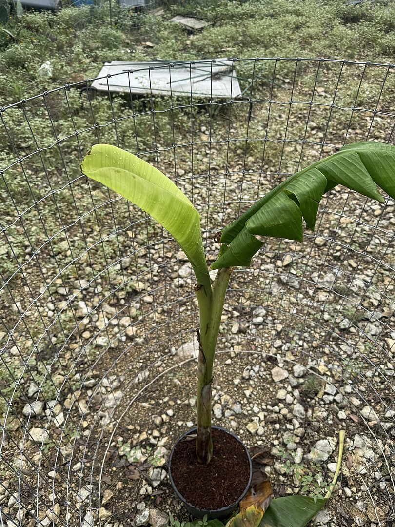 Good support. Great tree