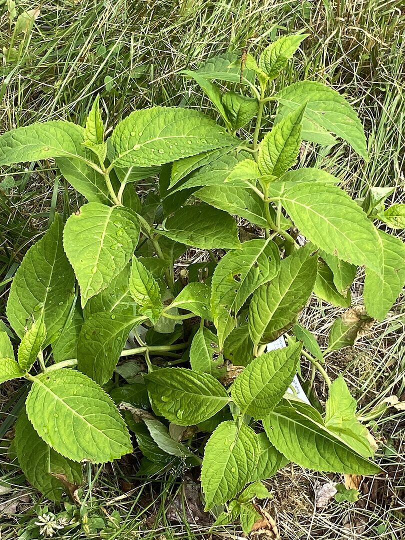 Awesome plant