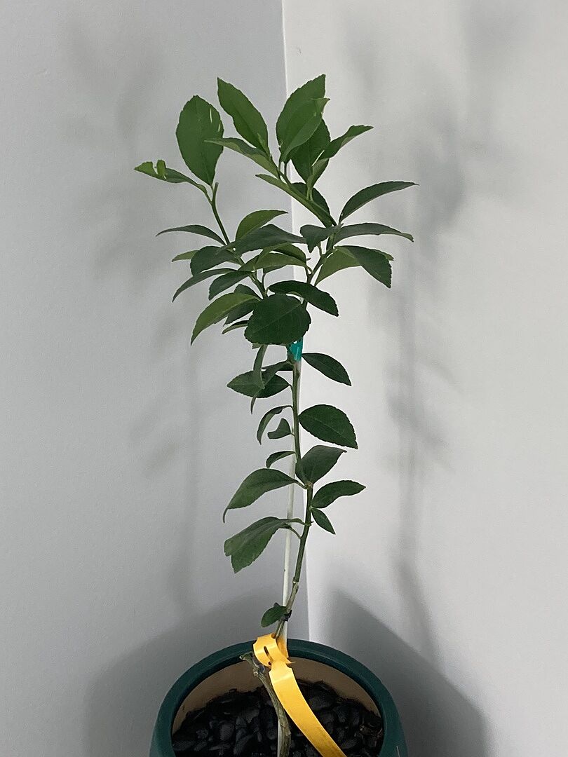 Lemon tree