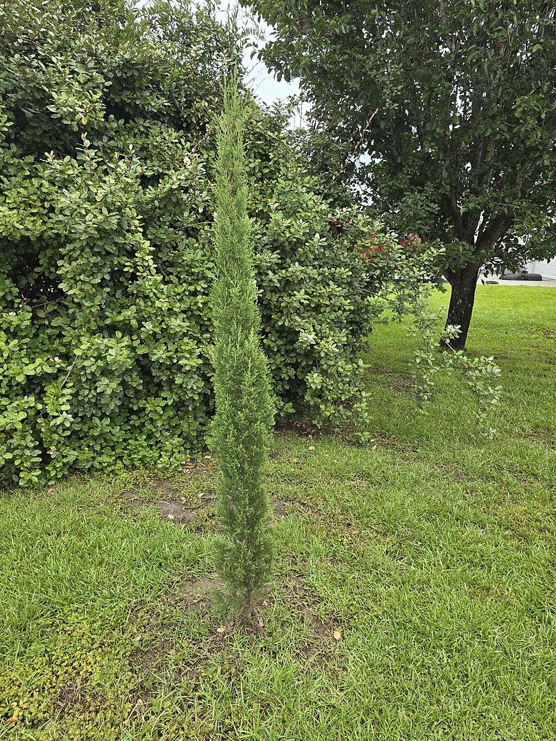 Italian Cypress Tree