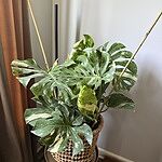 Image of Review by Elizabeth on 10 Jul 2025 number 2