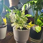 Image of Review by Pamela M. on 11 Jul 2025 number 1