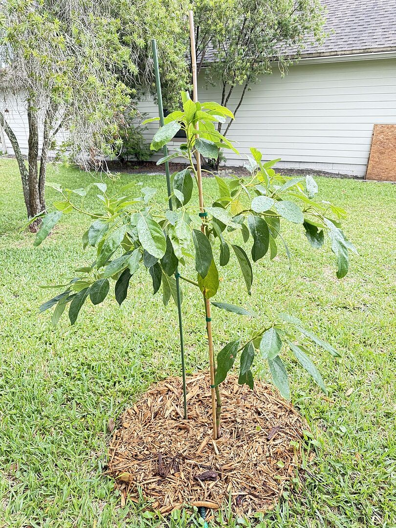 Rapidly Growing