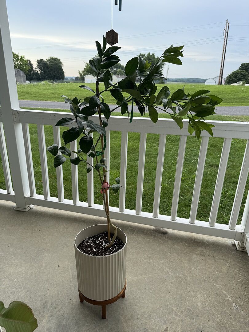 Meyer lemon tree