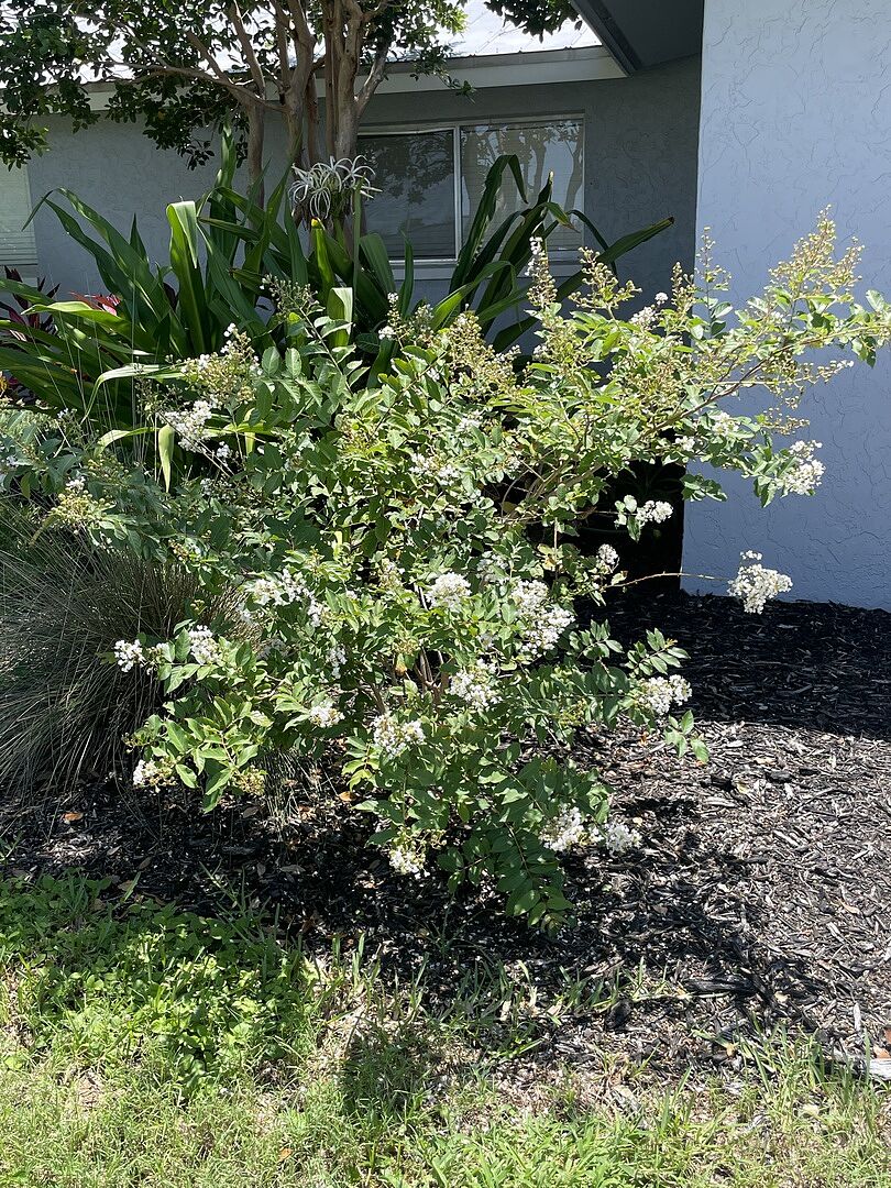 Blooming young beauties