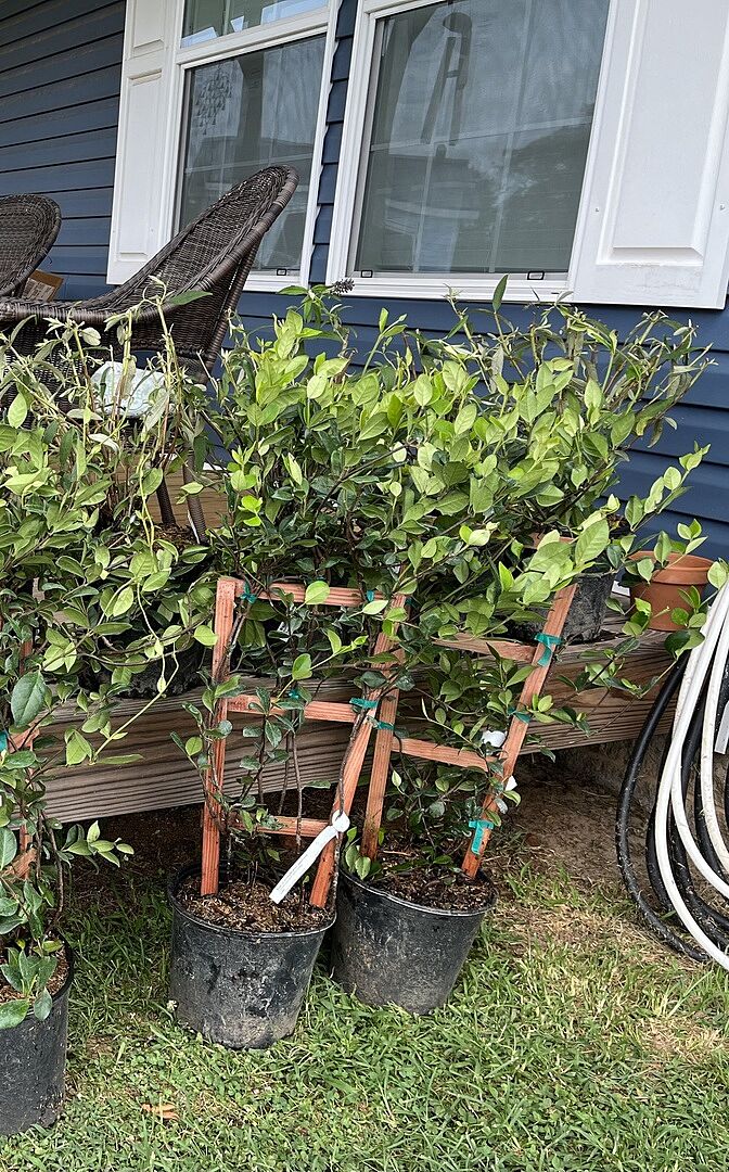 Thriving Even Before They’re Planted