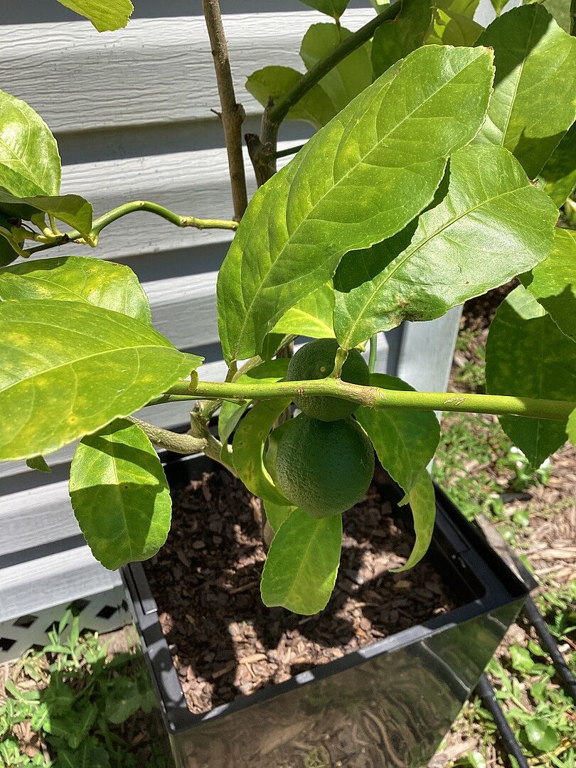 I love my lemon trees!