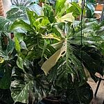 Image of Review by Cheryl B. on 15 Jul 2025 number 1