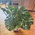 Image of Review by Marissa R. on 16 Jul 2025 number 1