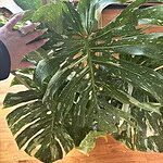 Image of Review by Marissa R. on 16 Jul 2025 number 2