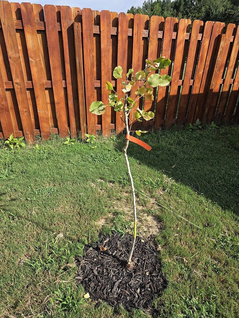 Pistachio tree