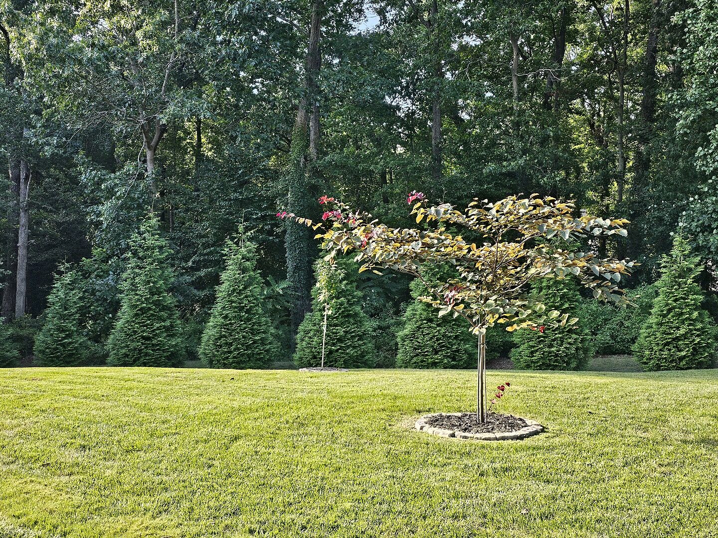 Thuja Green Gaint
