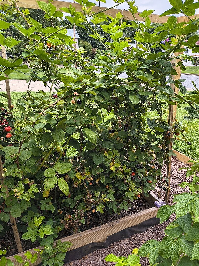 Giant, hugs you with its thorns