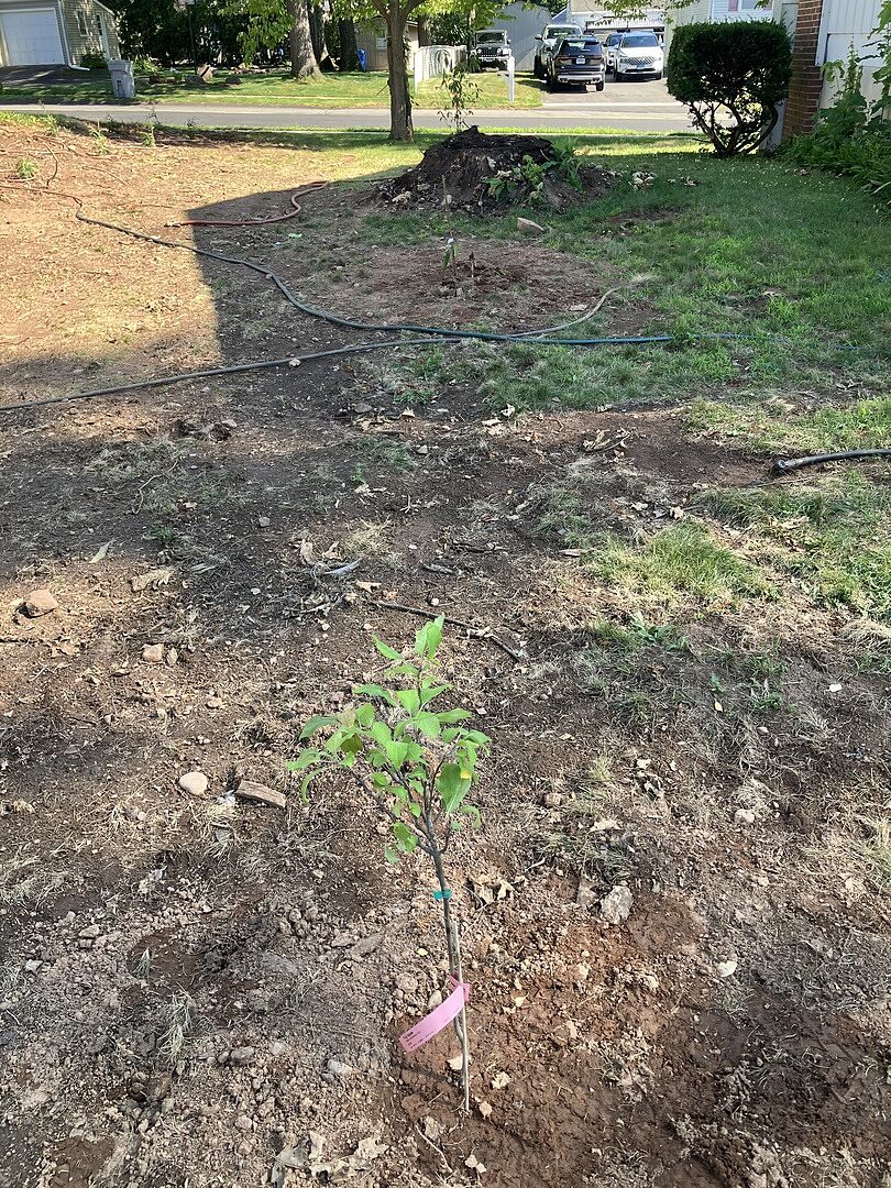 Fuji apple tree sapling