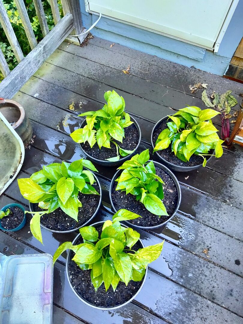My pothos plants came in