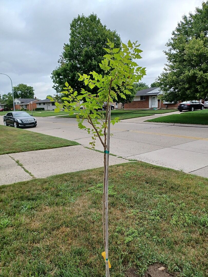 Happy with my Golden Raintree