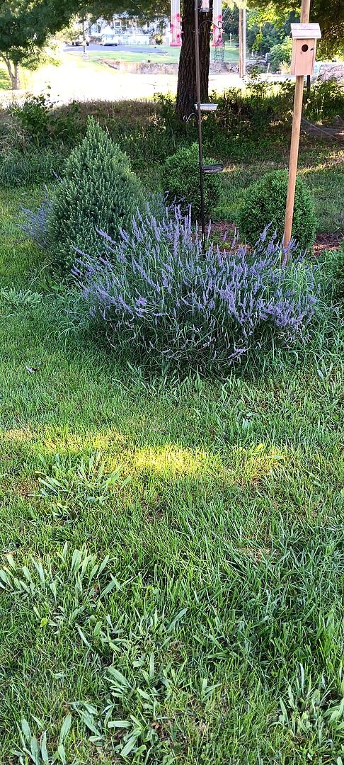 Exceptional Lavender is phenomenal