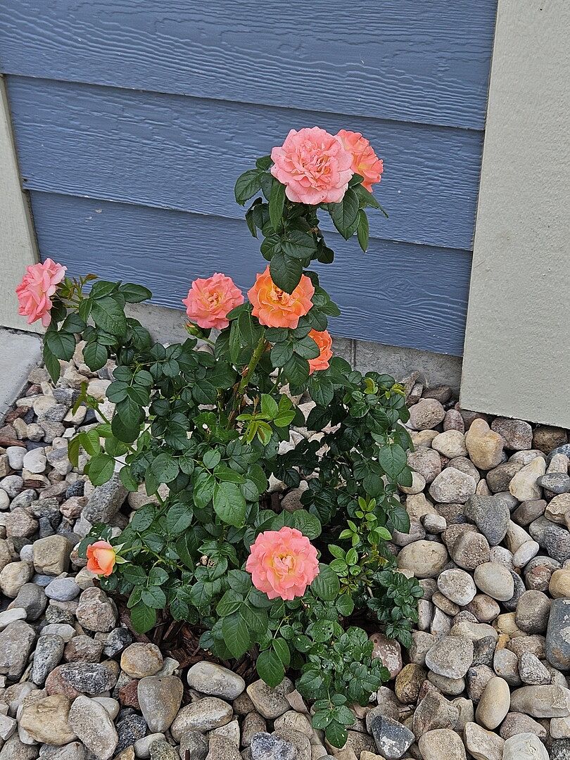 Very non-experienced gardener