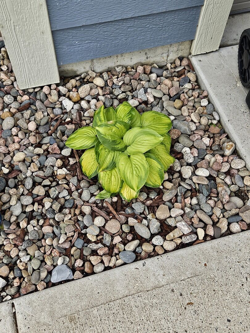 My plants were all a