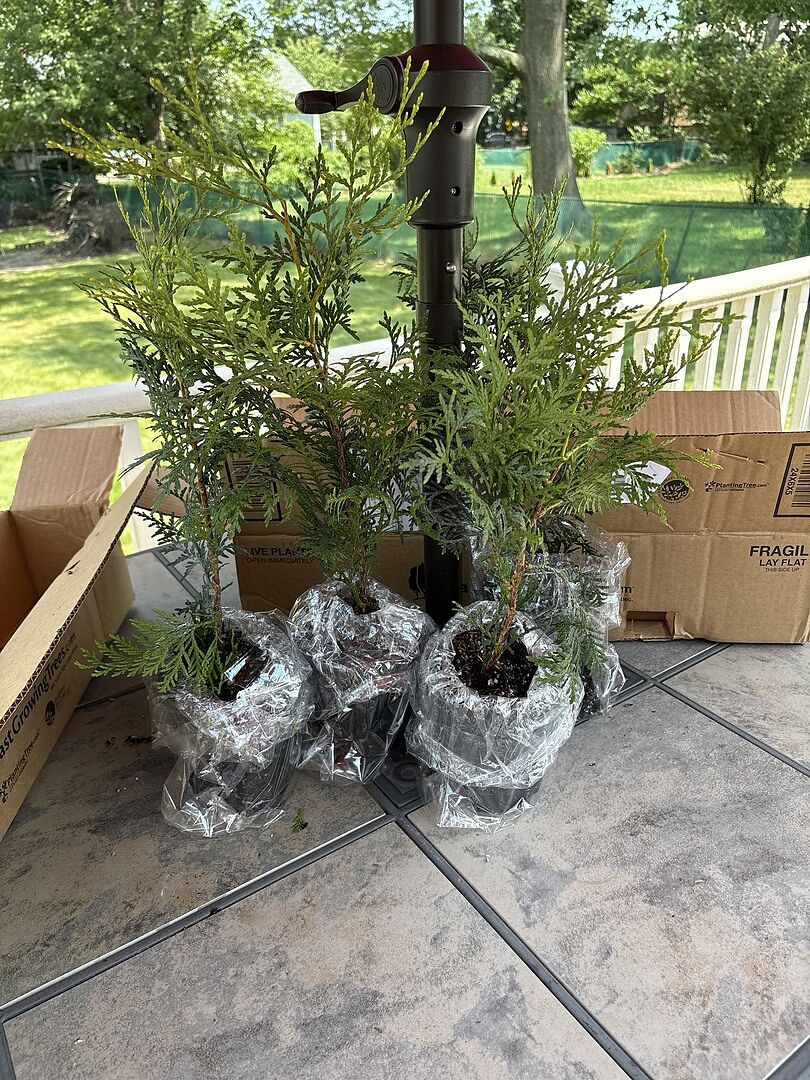 Can’t wait to see these trees grow