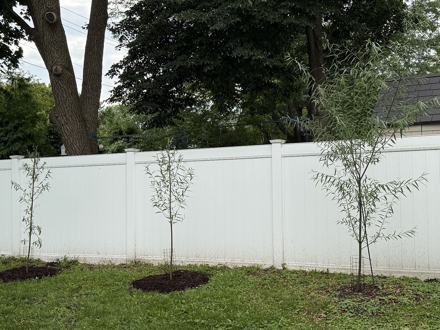 FAST growing trees indeed!