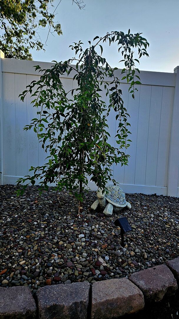 Snow Fountains Weeping Cherry