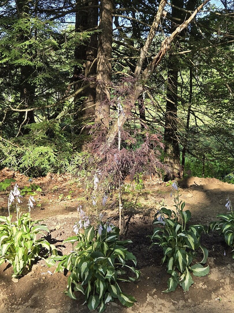 Tamukeyama