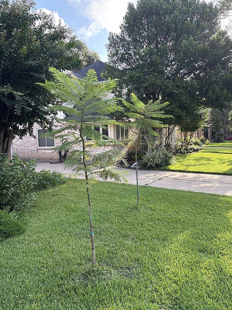Jacaranda trees seem to be doing well