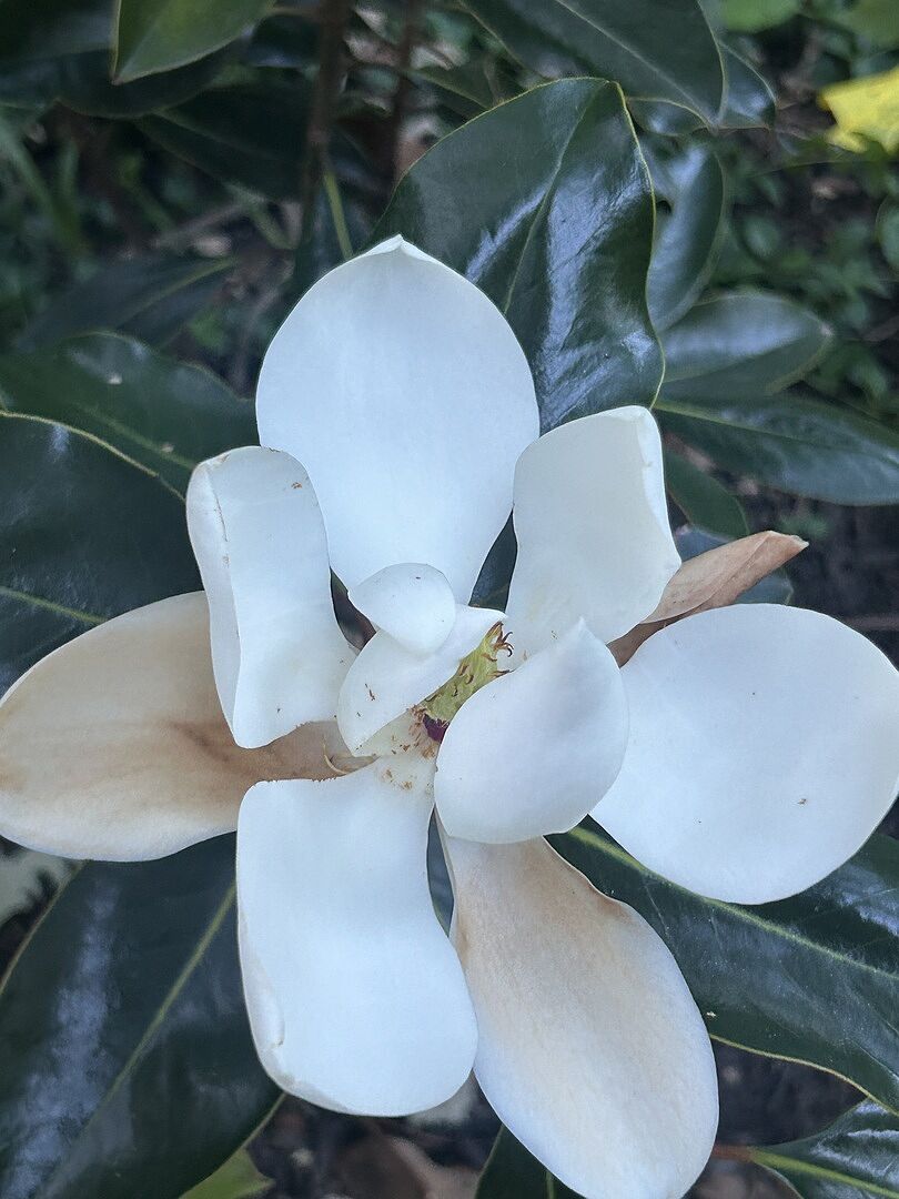 Magnolia- Little Gem