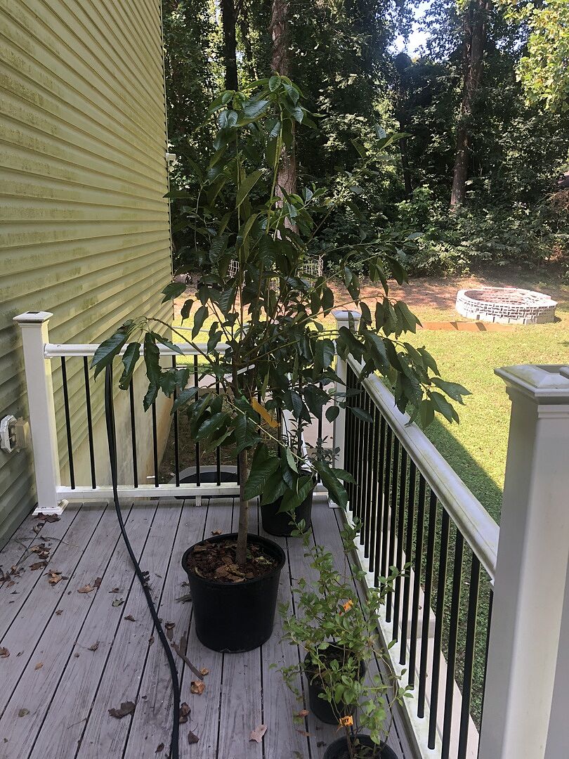 Beautiful 4-in-1 cherry trees.