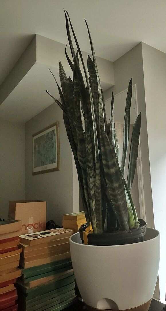 Great size