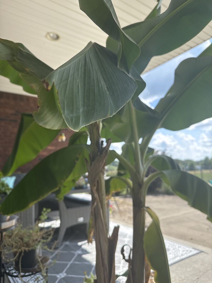 Tropical and Fast Growing