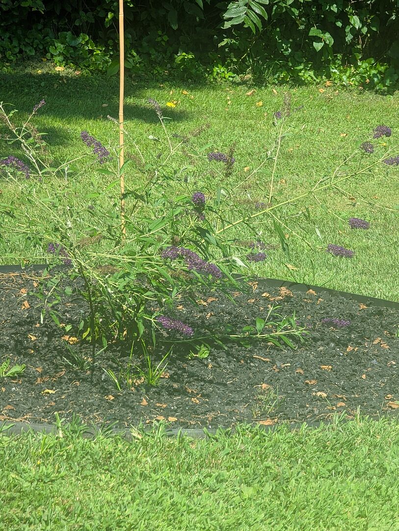 Black Knight Butterfly Bush
