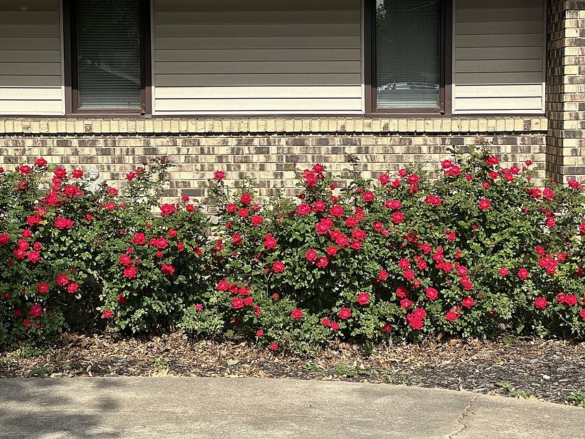 Photo from review by Michael K.
