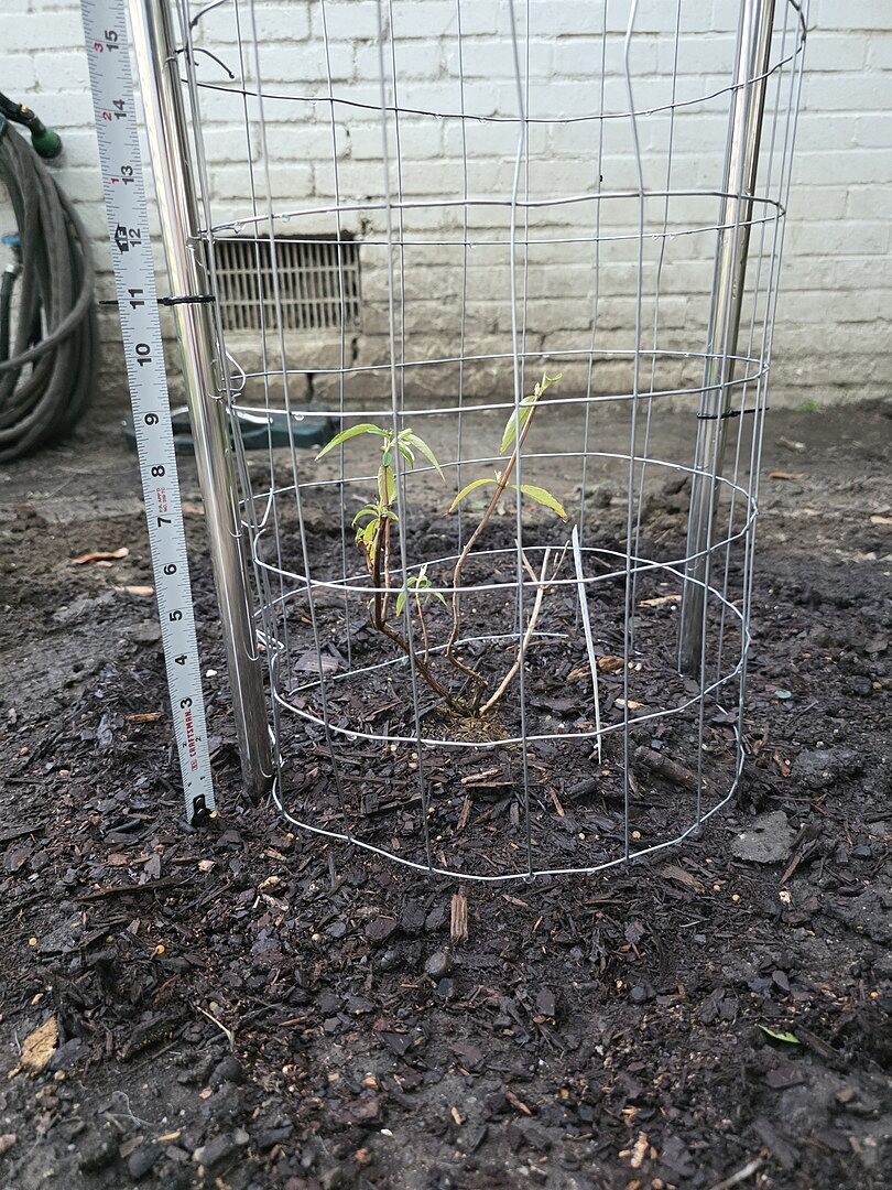 Expected bigger plant