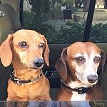 pro plan lite snackers