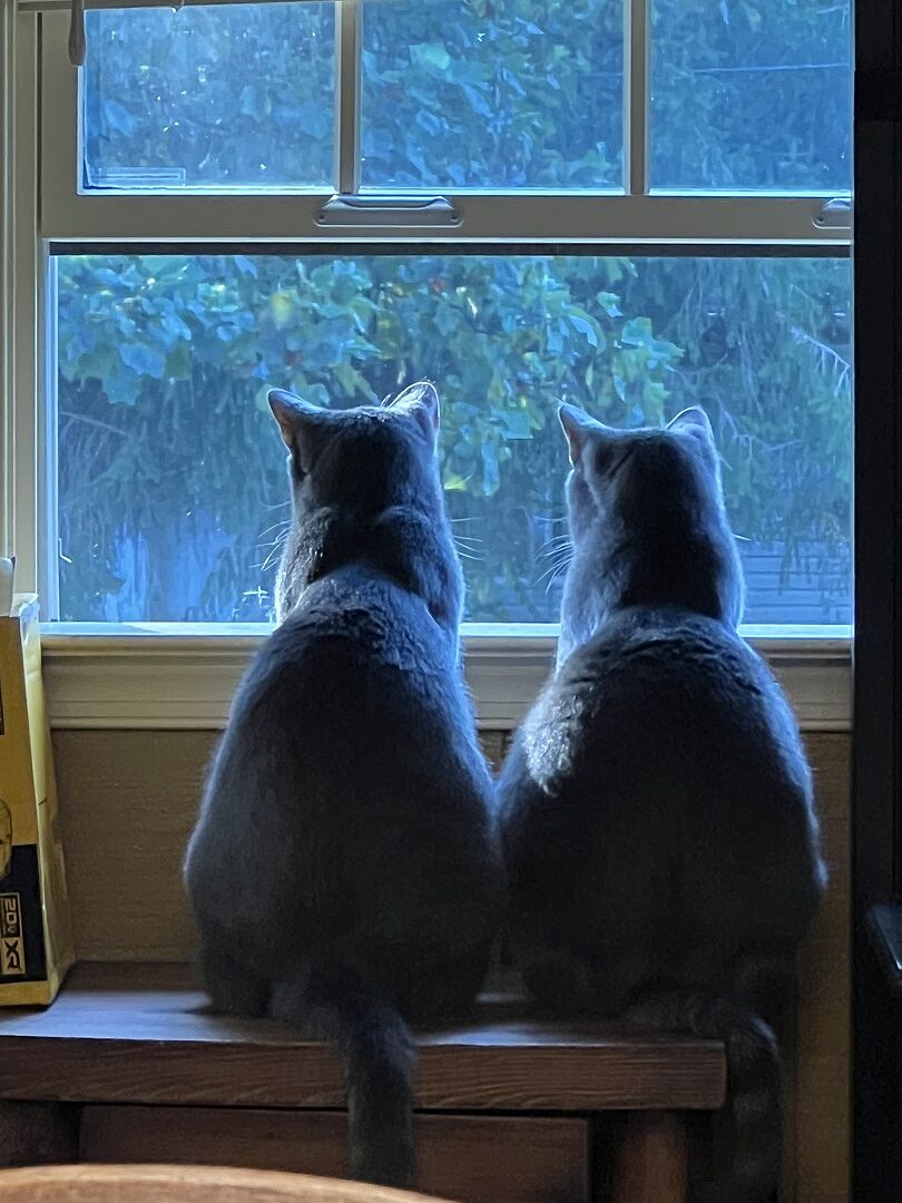 Catalyst Pet customer photo shared by Terri T.