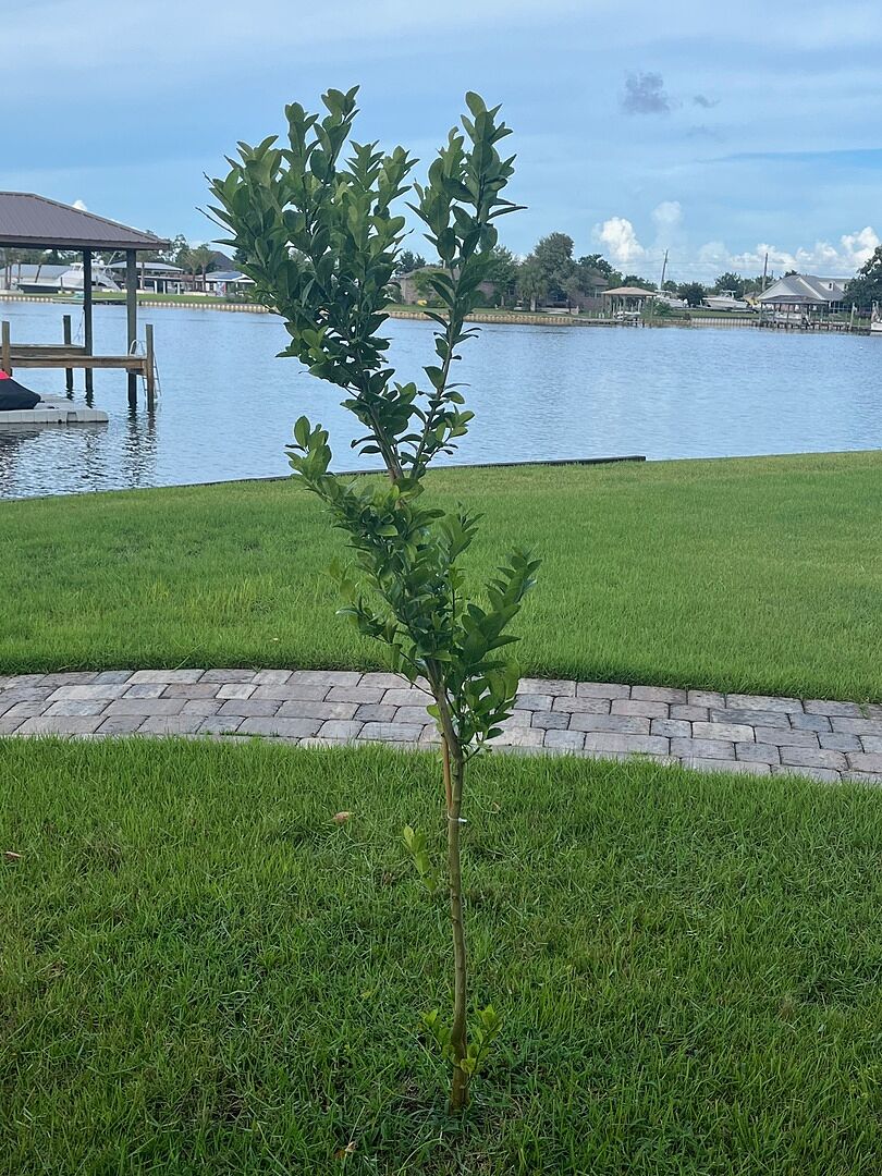 Thriving in North Florida