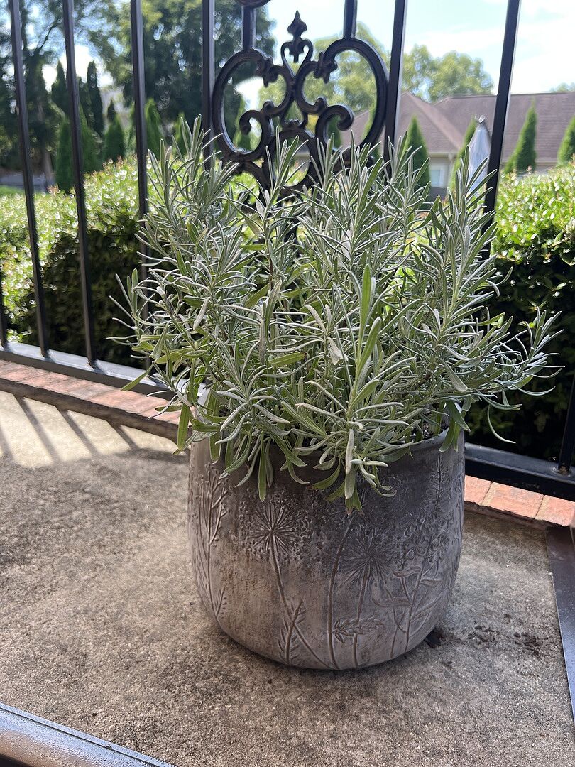 Hardy plant