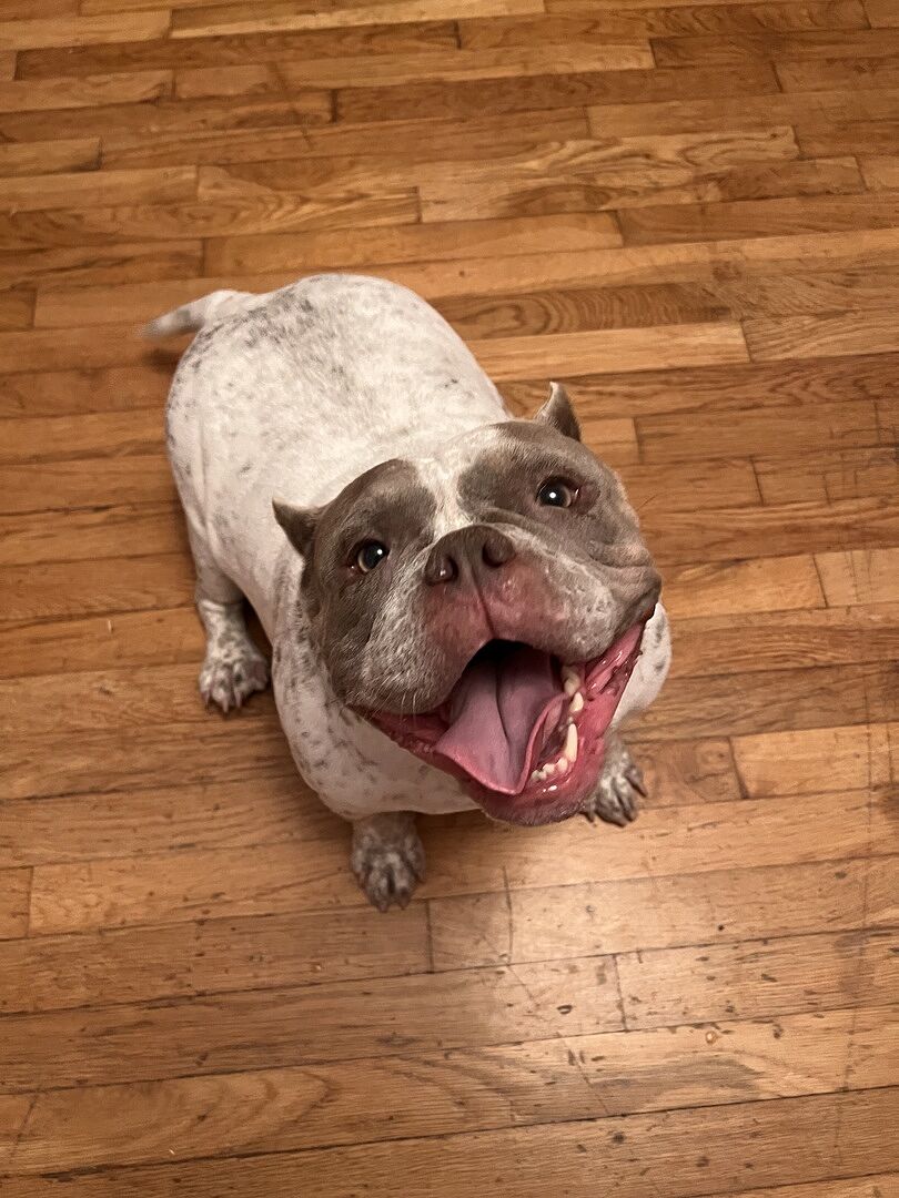 Lisa G.'s grey-and-white bully looking up from a wood floor